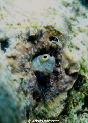 Bluebelly Blenny
Small window in the blue. by Adolfo Maciocco 